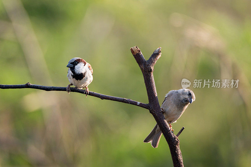 一对成年家麻雀(Passer domesticus)